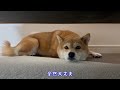 平和な昼下がりが一変、あまりの恐怖にママにしがみつき助けを求める柴犬