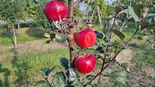 Червоном'ясий сорт яблуні Серена/ Red Apple Serena/.  Огляд розсадника Agrosyla.