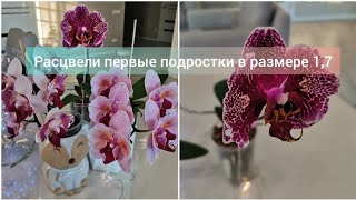 Цветение азиатских орхидей бабочек в размере 1,7. Little Gem Stripes, Pink beauty, Victoria’s Lace