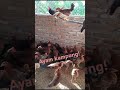 Beternak ayam kampung sebanyak ini, InsyaAllah sukses!!!