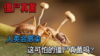 可怕的僵尸真菌，可以让昆虫变成僵尸，如果人类感染会是什么样？