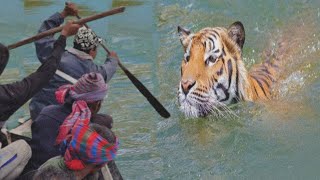 Tiger Attack Man In Forest । Victim Of Tiger Attack While Collecting honey ।  বাঘে মানুষে লড়াই