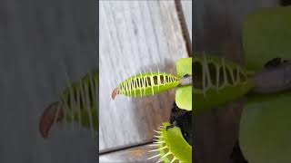 worm vs flytrap
