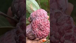 Red Custard Apple Fruit | Sweetsop | Sugar Apple | சிகப்பு சீத்தாப்பழம் #suvaiyosuvai #allwinjilly