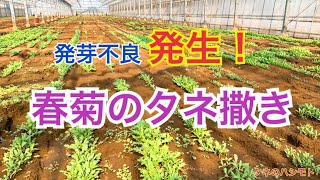 【発芽の問題】春菊の種蒔き　タネのハシモト