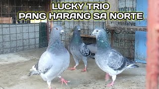 LUCKY TRIO .. PANG HARANG SA NORTE..