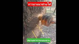 ทำยังไงช่วยที!! ยางออกน้อยไม่ค่อยออก #ยางพารา #thailand #survival #เอทีลีน #naturalrubber