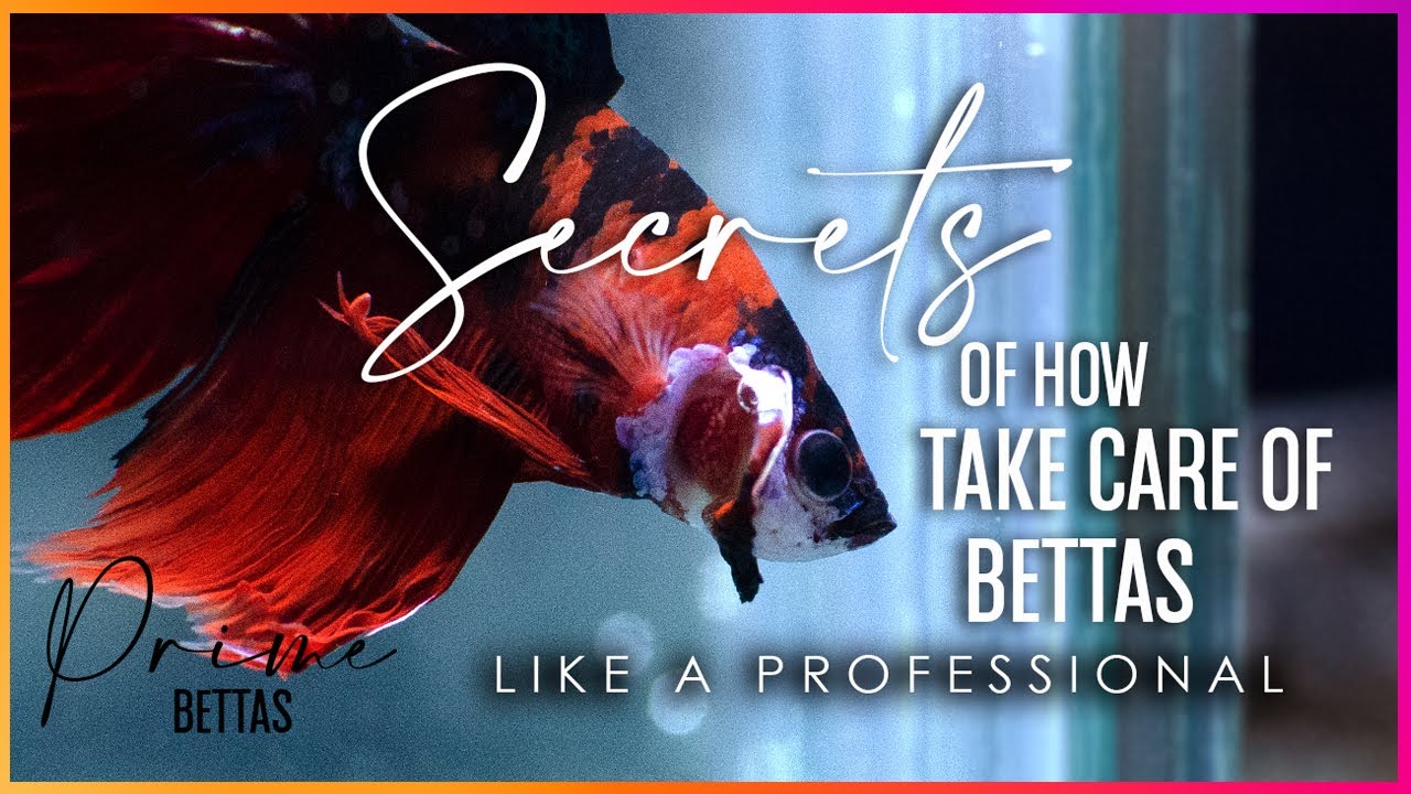 How To Care For Your Betta Fish Like A Pro 2024 | Prime Bettas | Betta ...