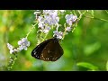 butterflies and soft music for ultimate relaxation relaxing butterfly nature