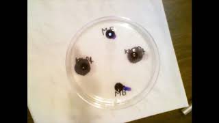 Diffusion The effect of molecular weight on diffusion