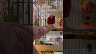 【喋る鳥】遊びたくてソワソワ！小声で回答w  #喋る鳥　#癒し　#モモイロインコ　#モモイロちゃーちゃん