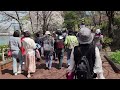 석촌호수 벚꽃축제 시작전 활짝핀 날 seoul korea cherry blossoms