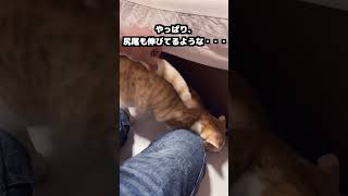 どう思いますか？ #ネコ　 #保護しました　#子猫