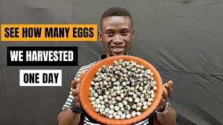 Snail Farming | Snail farm cleaning and Egg sourcing #snailfarmingforbeginners #snailfarming