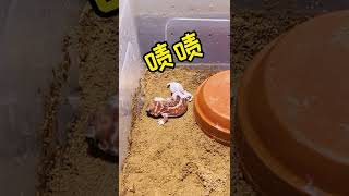 小火龙原来是这么给自己蜕皮的#瘤尾守宫