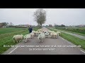 schapen op de weg met schapenboer herman texelse schapen verweiden