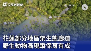 花蓮部分地區架生態廊道 野生動物漸現蹤保育有成｜20231217 公視晚間新聞