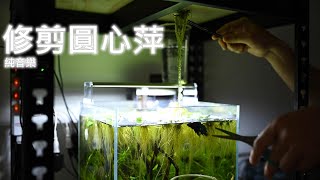 修剪圓心萍 | trim the Frogbit