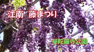 江南藤まつり　曼陀羅寺公園の藤棚　２０１７年