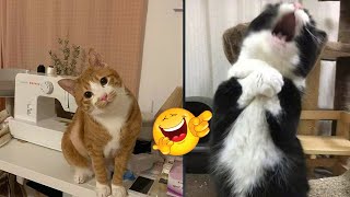 Try Not To Laugh 🤣 Best of Funny Cat Videos😂 #4