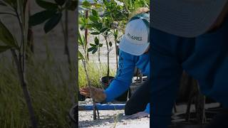 Behind the scenes on a Mangrove Planting project. One shoreline at a time!🌎🌱