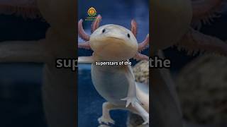 The Adorable Axolotl: Nature's Regeneration Master!