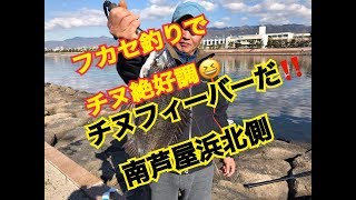 チヌフィーバーだ！南芦屋浜北側  fishingmax芦屋店