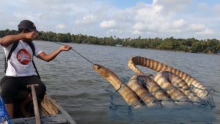 പുഴയിലെ രാജവെമ്പാല ചൂണ്ടയിൽ  കേറി അടിച്ചപ്പോൾ ..! Eel Fishing