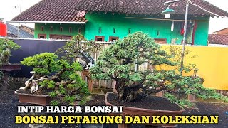 INTIP HARGA TERBARU BONSAI PETARUNG BONSAI KOLEKSIAN