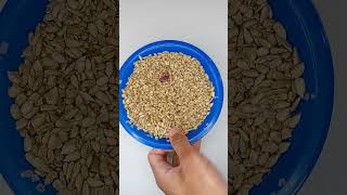 Bowl And Basket Roasted Sunflower Seeds