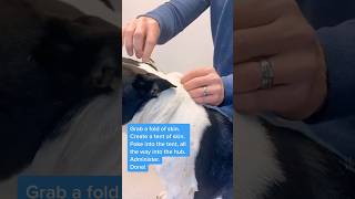 How to Vaccinate Your Own Dog (DIY Canine Vaccination)