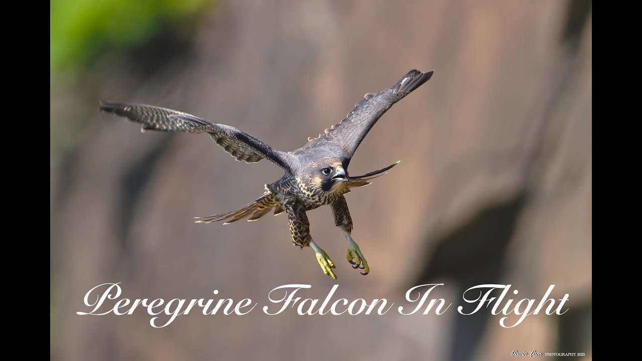 Peregrine Falcon In Flight Youtube