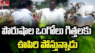 పౌరుషాల ఒంగోలు గిత్తలకు ఊపిరి పోస్తున్నాడు | Palaparthi Vinod | Nela Talli | hmtv Agri