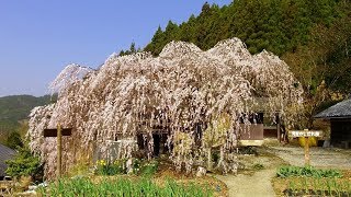 2018   3/28   内子さんぽ・野村のしだれ桜　～喜多郡内子町野村～