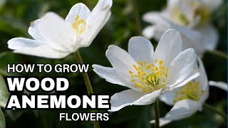 Wood Anemone Wonders: Growing Wood Anemones in Your Garden