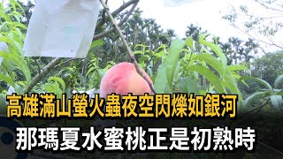 高雄滿山螢火蟲夜空閃爍如銀河　那瑪夏水蜜桃正是初熟時－民視新聞