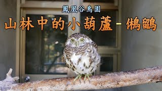 鳳凰谷鳥園生態園區 - 台灣最小的貓頭鷹  鵂鶹