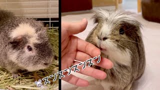 執拗に匂いを嗅いでくるモルモット【蔵出しビリー警察】Guinea pigs sniffing relentlessly