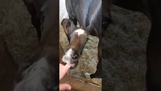 Cute foal got corrected by her mom - discipline lesson