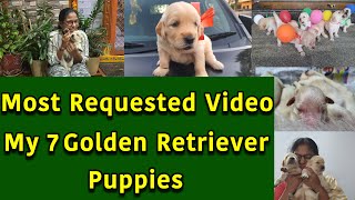 7 ఒక్కసారే పుడితే ఎలా ఉంటుందో చూడండి |Our 7 Golden Retriever Puppies | Cuteness Over Loaded | TTH