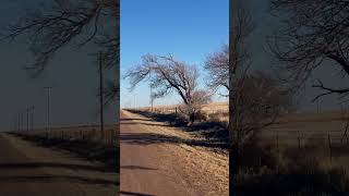 Why’d the tumbleweed cross the road?