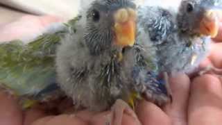 20130712 えとぴりか　ヒムネキキョウインコ