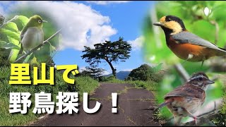 初秋の鳥たちを観察！