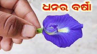 ଅପରାଜିତା ଗଛର ଚେର କୋଟିପତି କାହିଁକି କରିଥାଏ,୨୪ ଘଣ୍ଟାରେ ଭାଗ୍ୟ ଚମକିବ,Aparajita flower#Anuchinta#Sadhubani