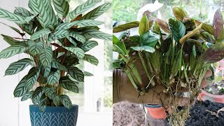 how to propagate ctenanthe setosa plant from multiply|ctenanthe plant ko multiply kaise kare