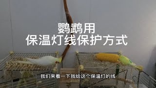 鹦鹉保温灯线防啃咬办法，简单的保护方式