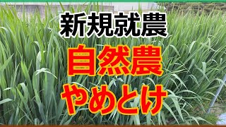 自然農は頭がいい人でないと儲けることは難しい