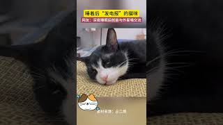 睡着后“发电报”的猫咪 网友：深度睡眠后就能与外星喵交流