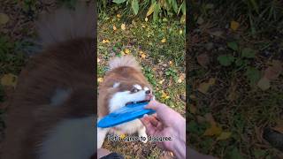 Fellowship of the frisbees #finnishlapphund #suomenlapinkoira