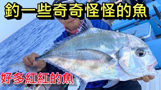 今天漁獲賺錢了 好多高級魚的一天 魚體都不小喔 雖然我都釣到一些奇奇怪怪的魚